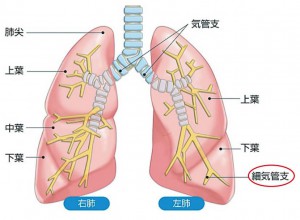 肺の外側に近い部分が細気管支です